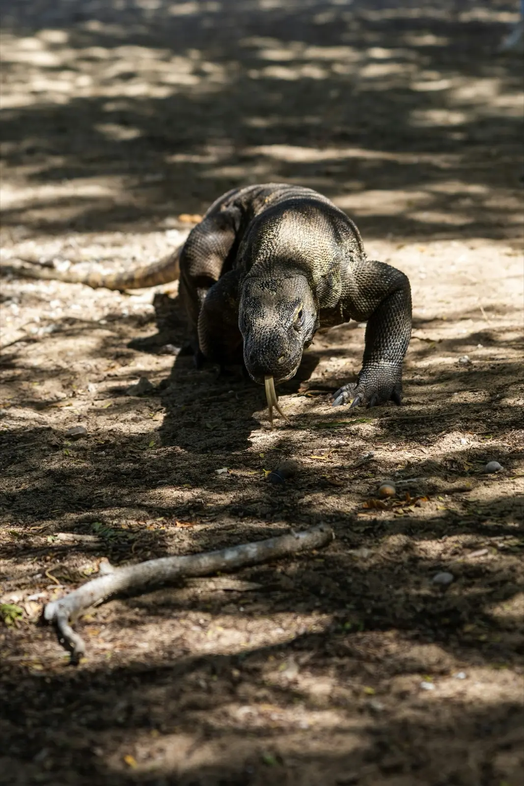 Komodo on the Marea route